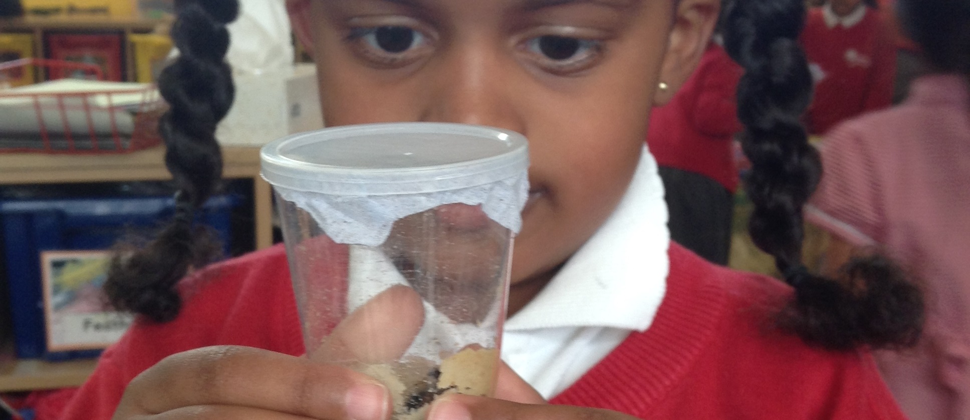 Caterpillar Diary