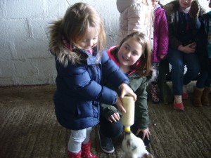 Down on the Farm
