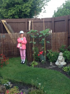Abigail's sunflower