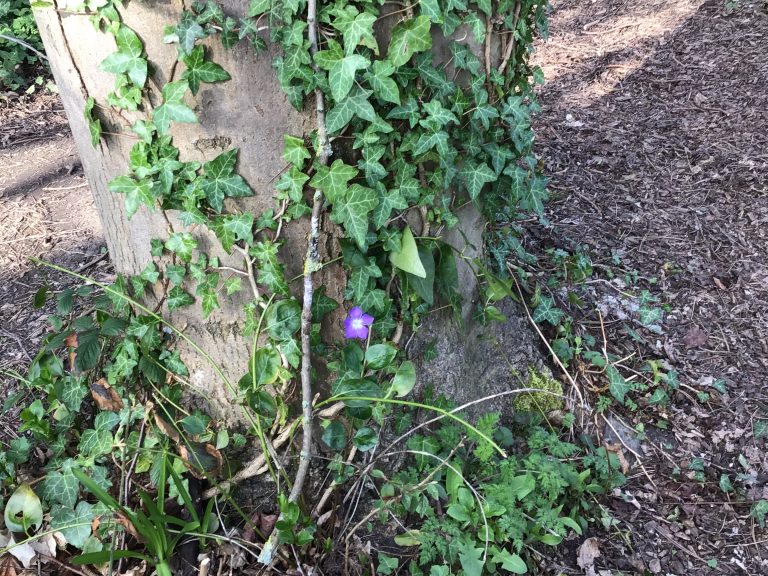 A beanstalk?