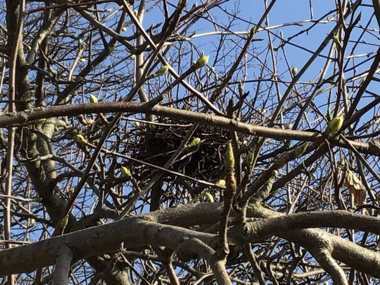 A nest