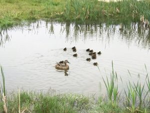 ducklings