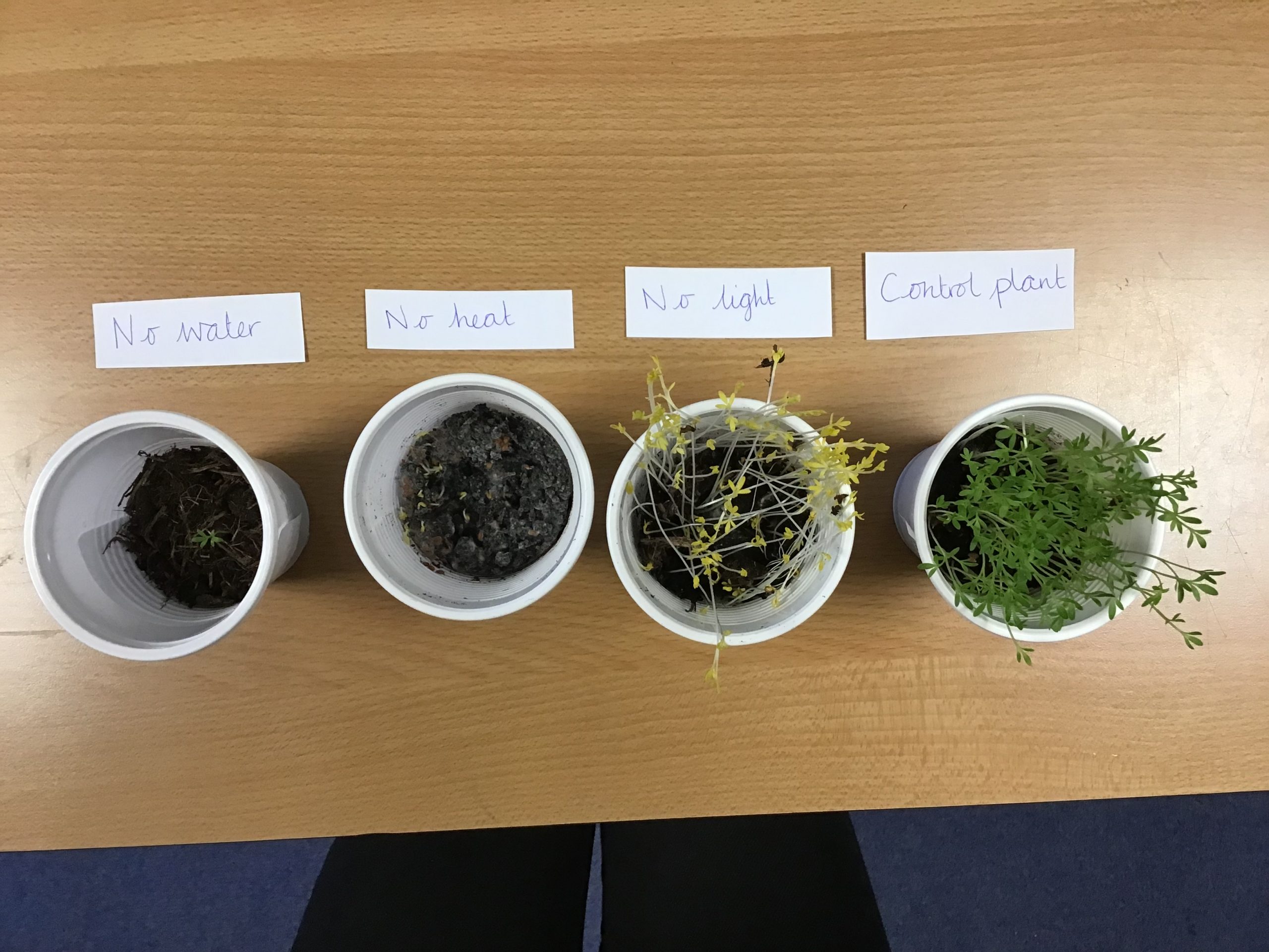 Plant Experiment | Fellgate Primary School