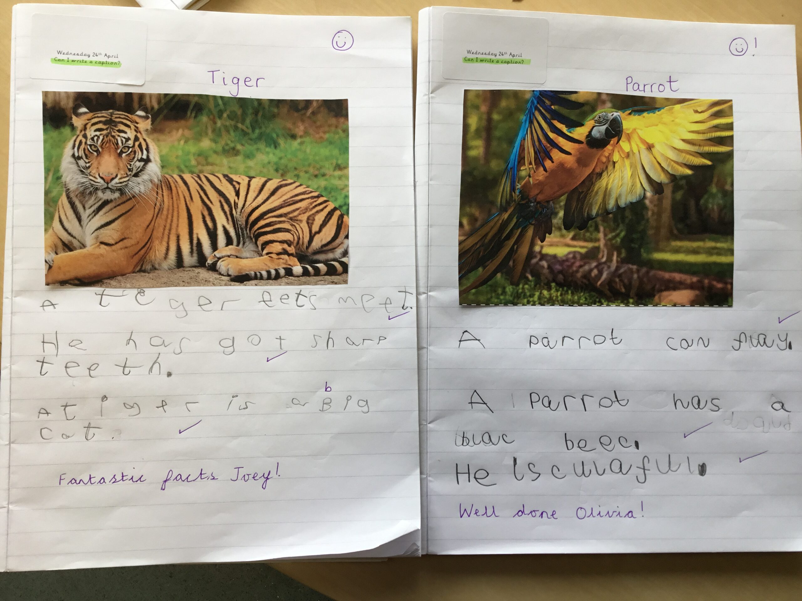 Animal visual data 8