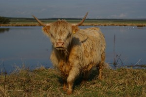 highland-cow-druridge-bay-northumberland