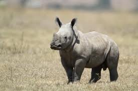 rhino