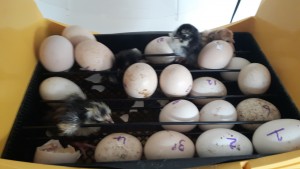 We are so 'egg-cited' at Nursery because our eggs have started to hatch! We were lucky enough to watch as some of the chicks came out of their shells. The children have now all had the opportunity to hold the chicks