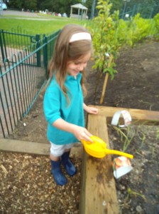 Our new terraced allotment 1