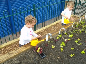 Our new terraced allotment 3