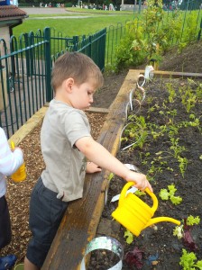 Our new terraced allotment2
