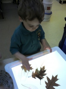 Looking closely at Autumn leaves