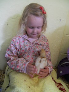 We held the chicks.  They were very lively.