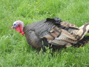 Can you remember what sound the turkey made?