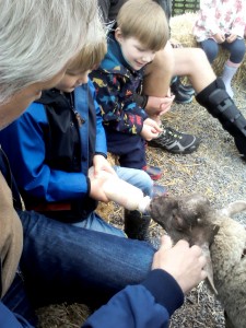 We fed the lamb. He was very hungry!