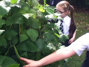 Harvesting the beans