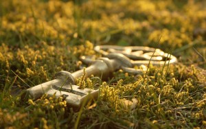 grass-key-background-2560x1600