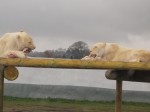 DSCN0362