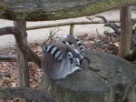 DSCN0446