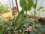 DSCN0698