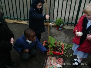 Re - planting our beans