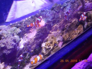 DSCN2956