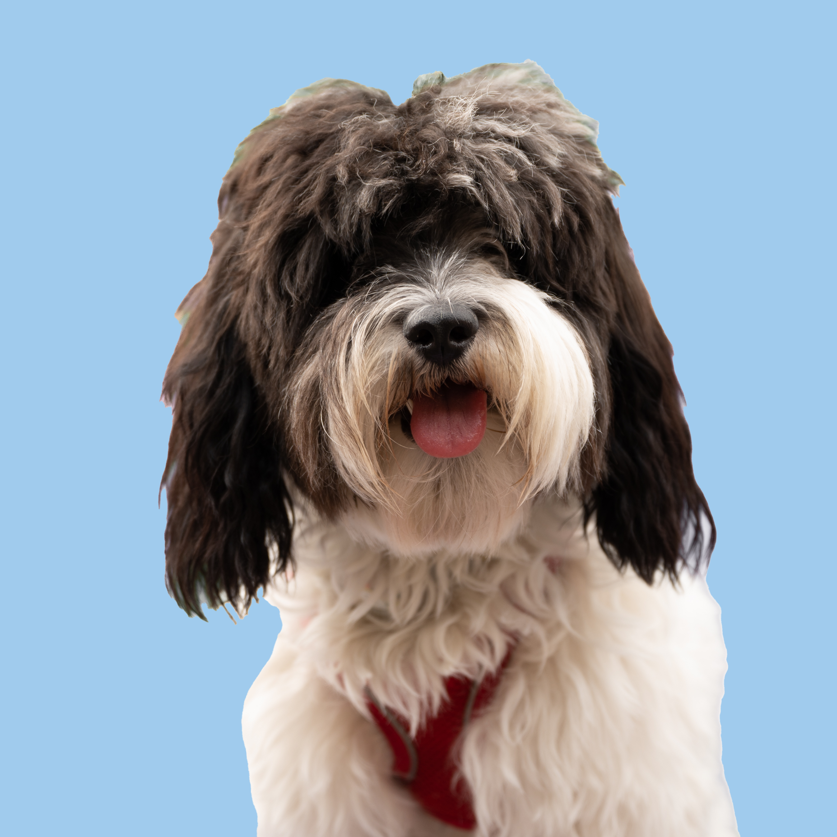 PUPLINDA GURNEY : Trainee Therapy Dog