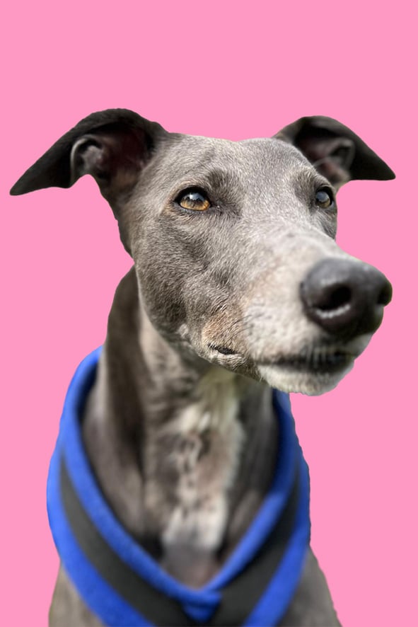 ECHO SMEDLEY : Therapy Dog