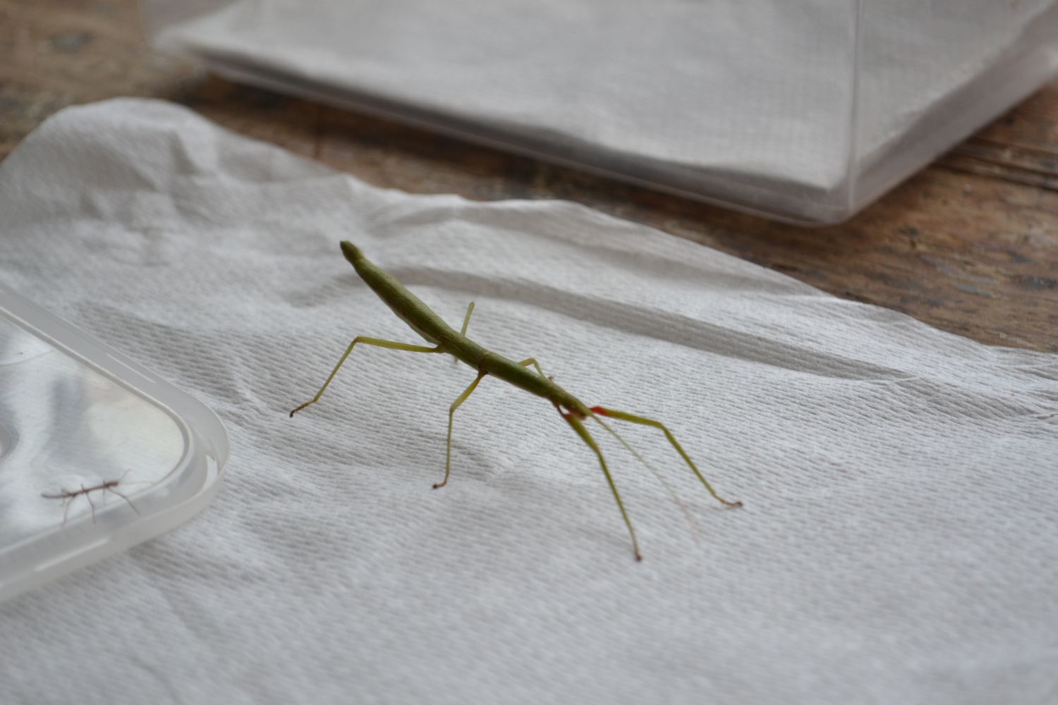 Our bushel of Indian stick insects has grown | Oathall Community College