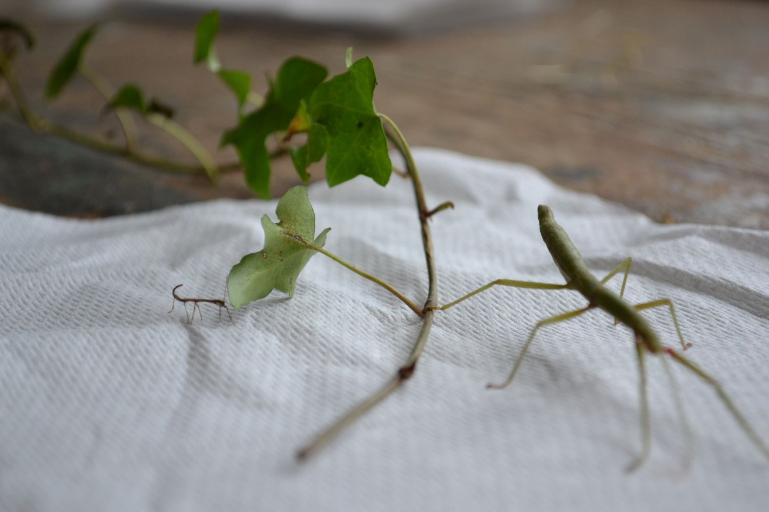 Our bushel of Indian stick insects has grown | Oathall Community College