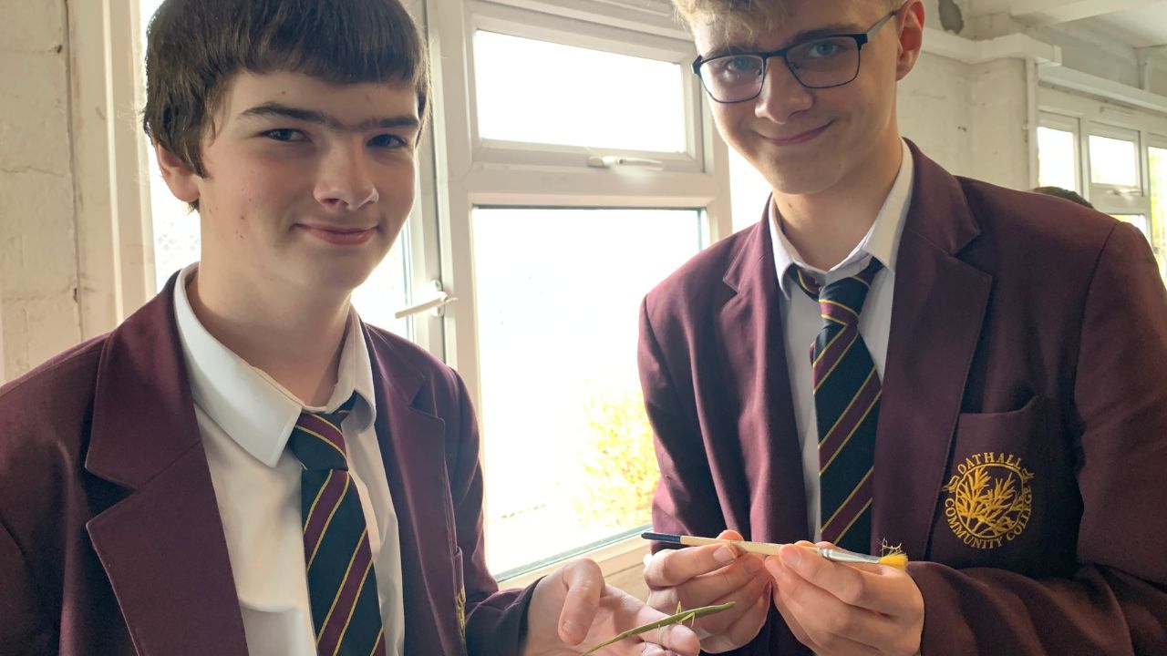 Our bushel of Indian stick insects has grown | Oathall Community College