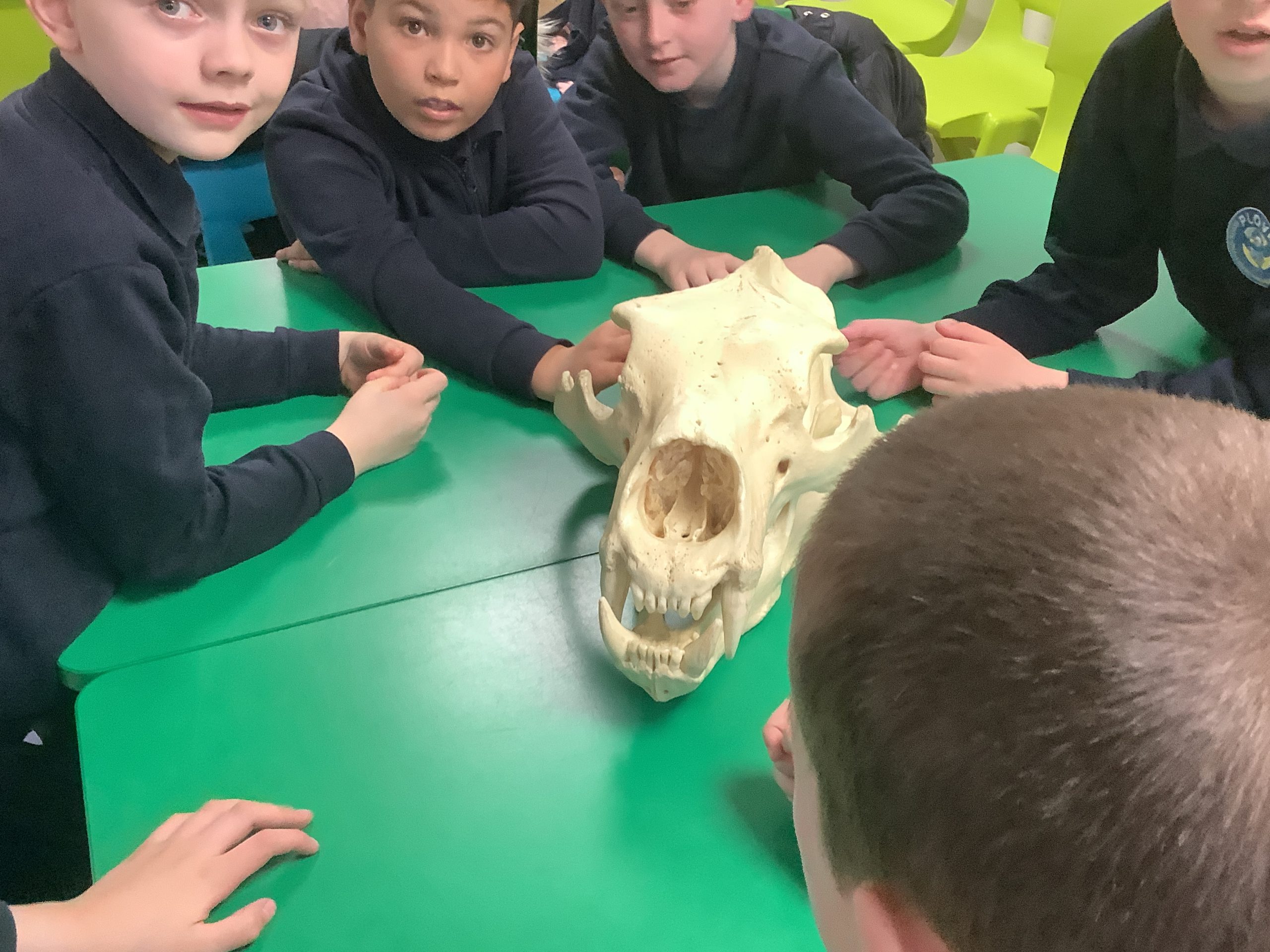 Fieldwork fun at Yorkshire Wildlife Park… | Plover School