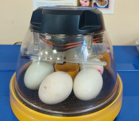 The eggs in their incubator