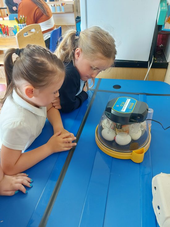 Children having a closer look at the eggs