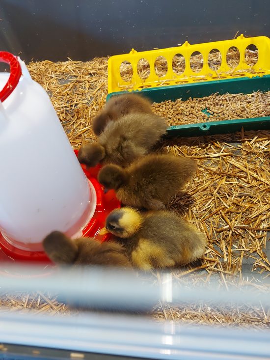 Reception children saying good bye to the ducklings