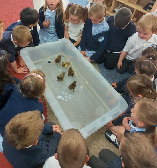 Reception children saying good bye to the ducklings