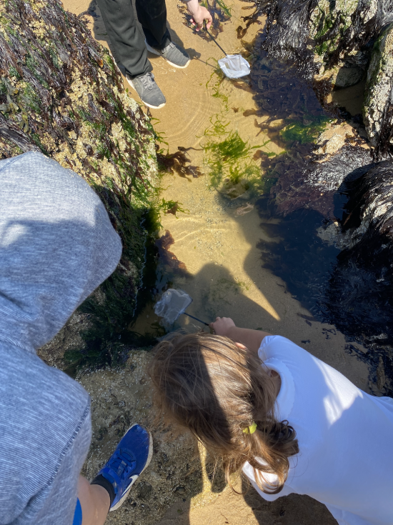 Year 3 rockpooling