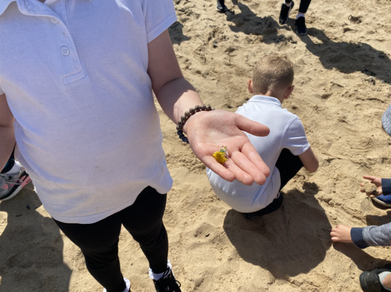 Year 3 rockpooling