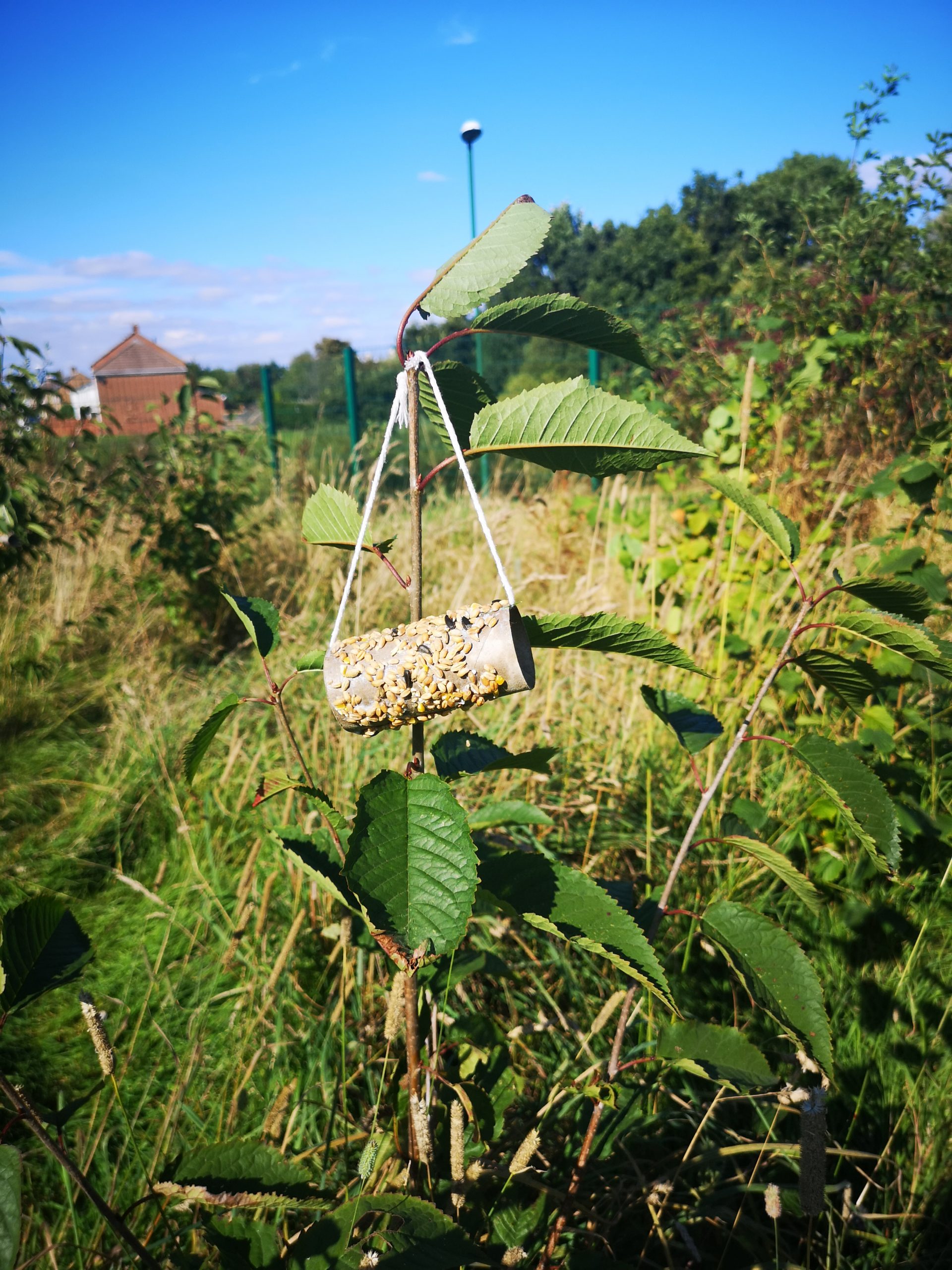 One bird feeder hanging in the Secret Garden