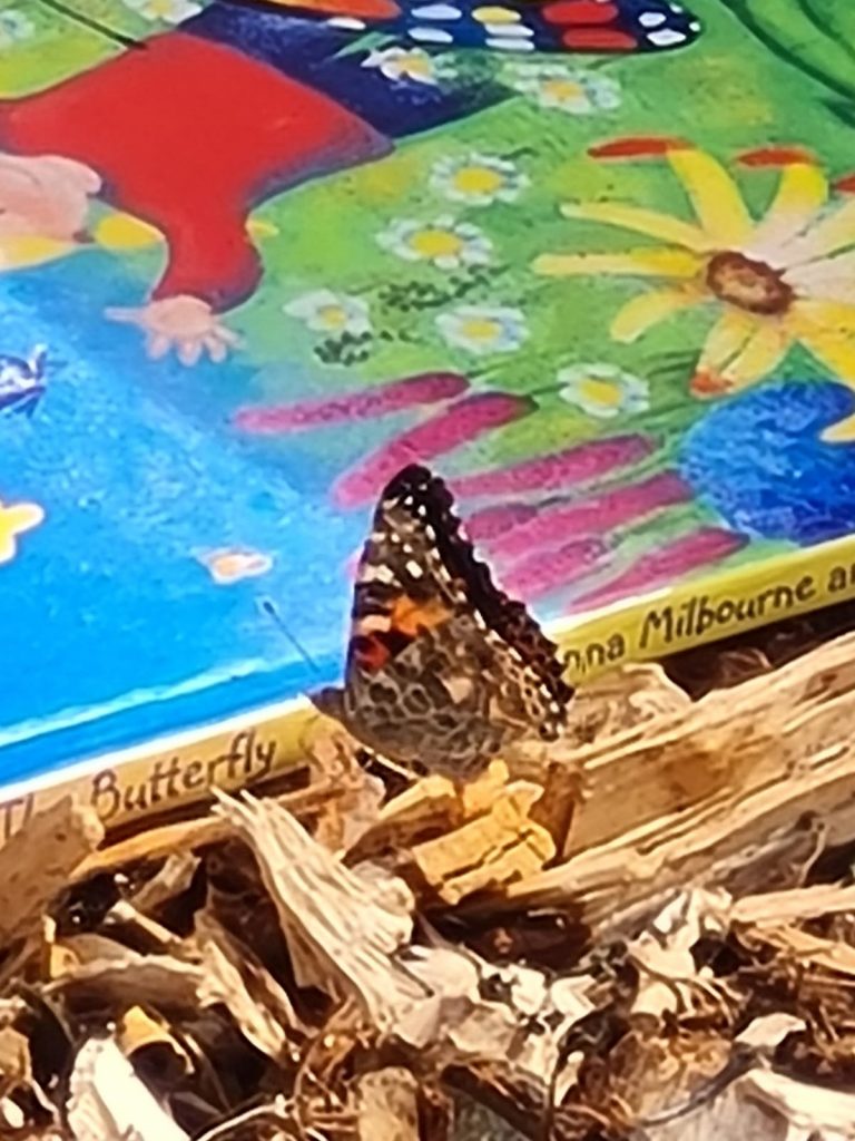 Class 4's butterflies